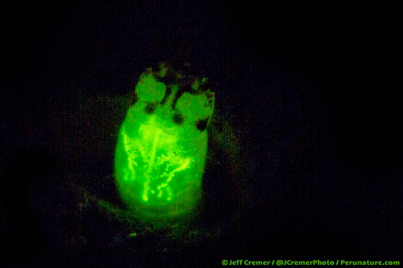 Illustration for article titled These Larvae Glow in the Dark, Then Eat You